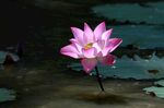 莲花
