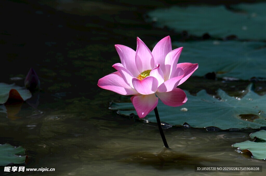 莲花