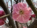 梅花