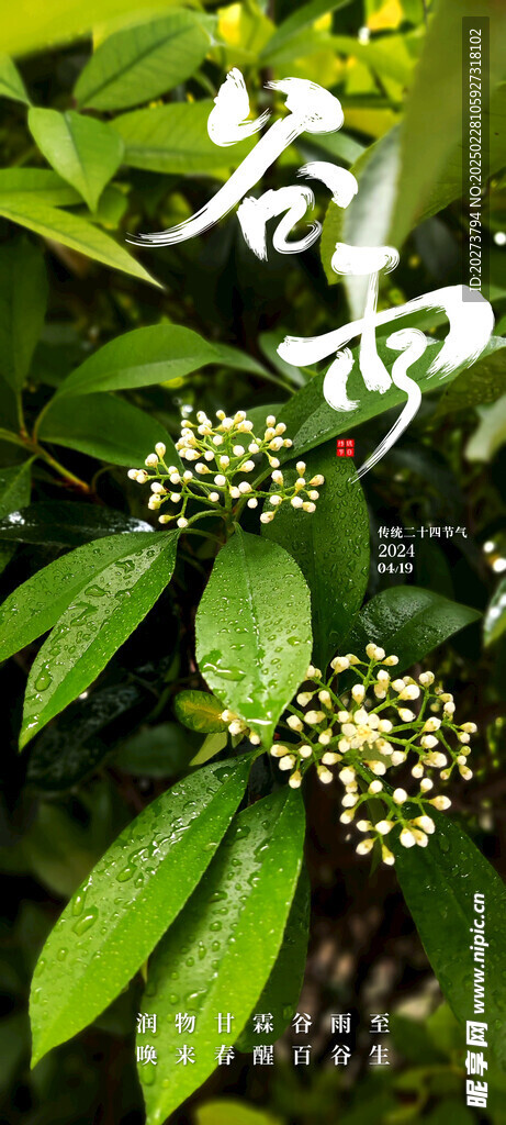 树叶 谷雨 二十四节气