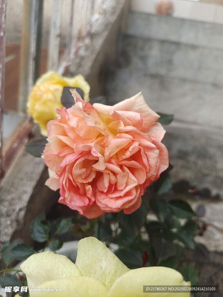 月季花