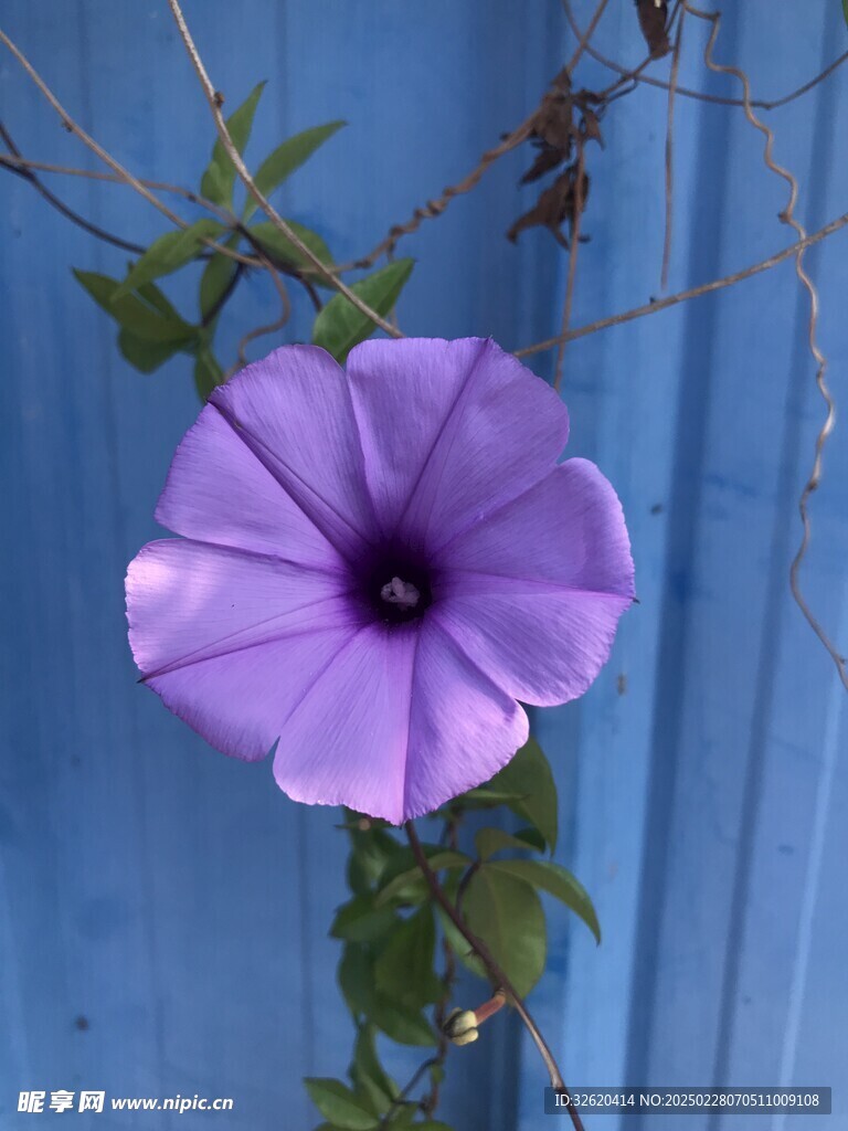 牵牛花