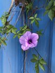 牵牛花