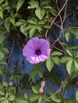 牵牛花