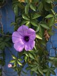 牵牛花