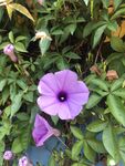 牵牛花