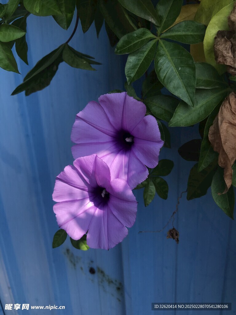 牵牛花 喇叭花