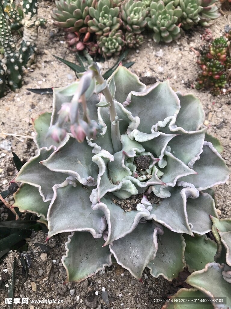 多肉
