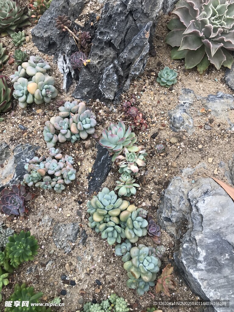 多肉 