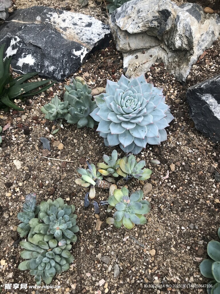 多肉 