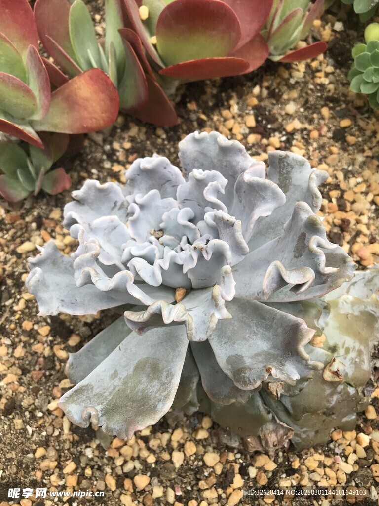 多肉 