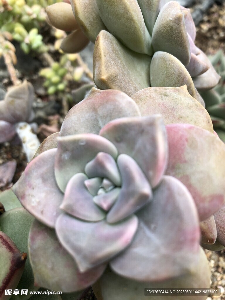 多肉 