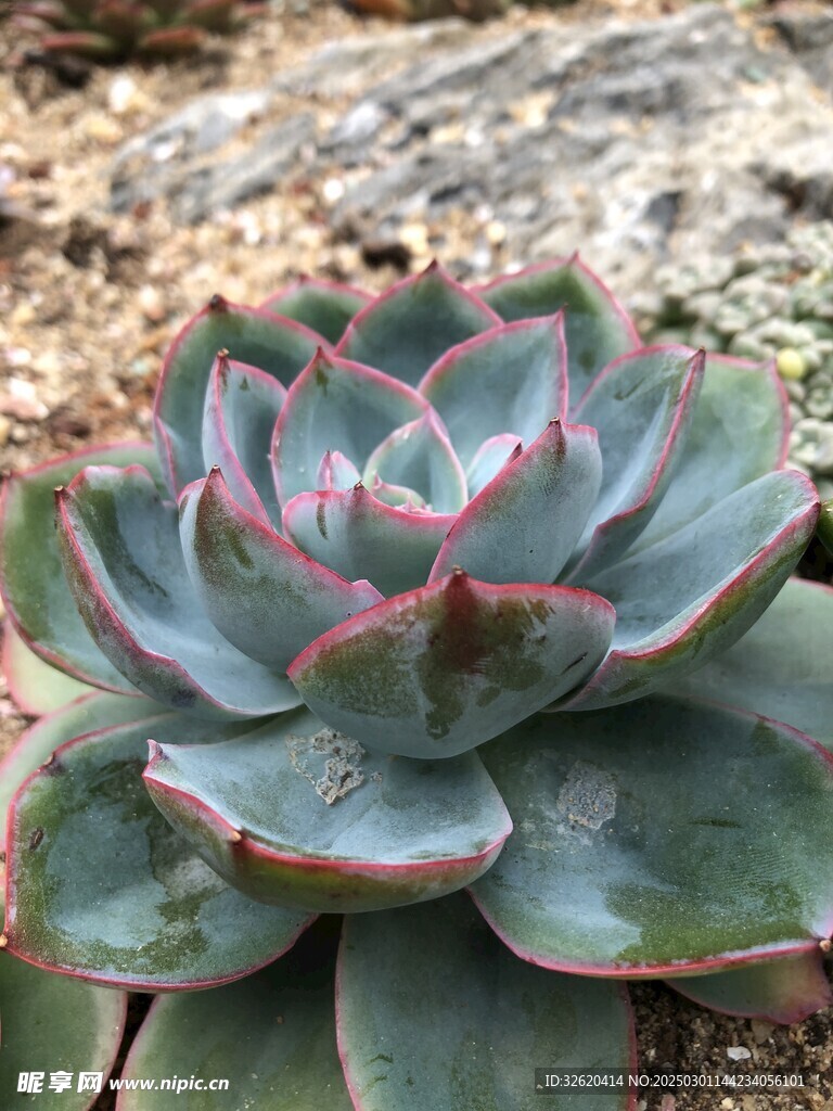 多肉