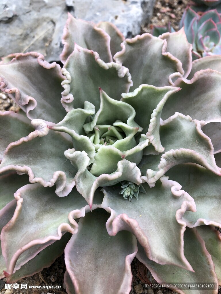 多肉