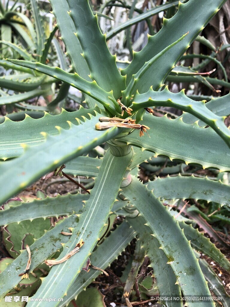 多肉