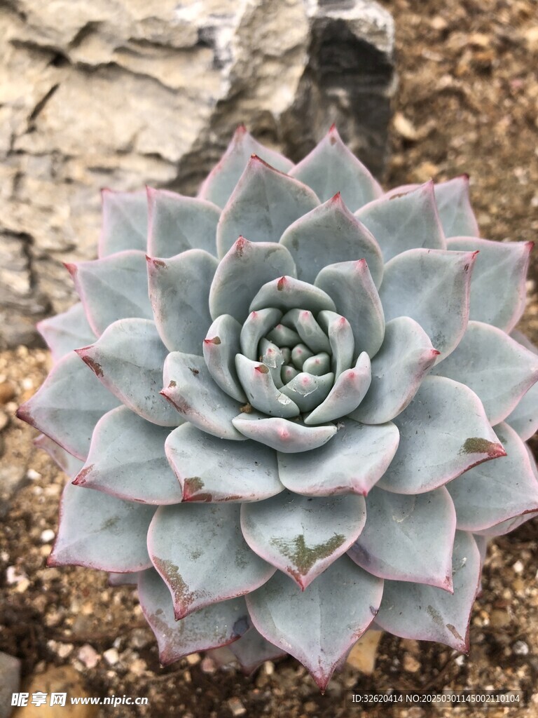 多肉