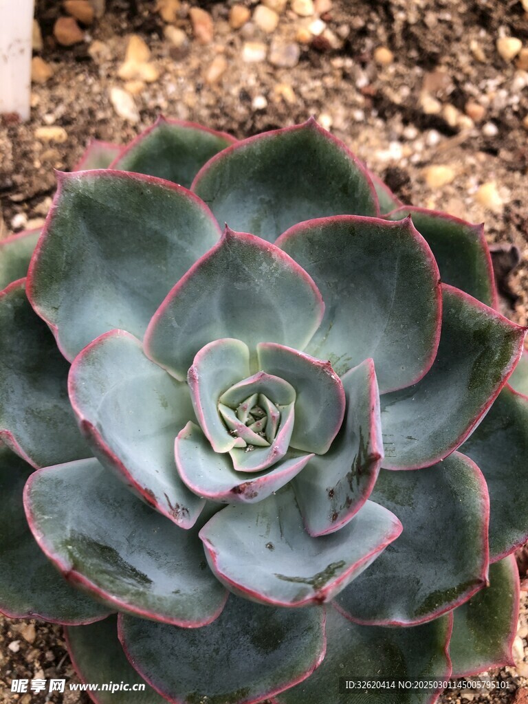 多肉