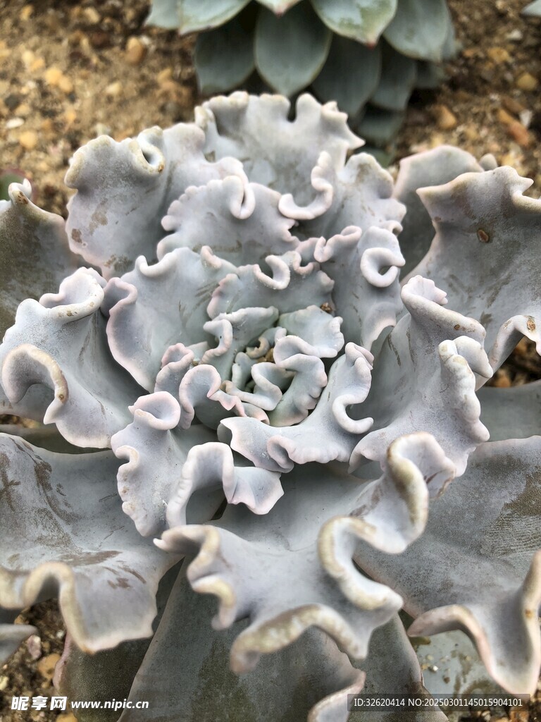 多肉