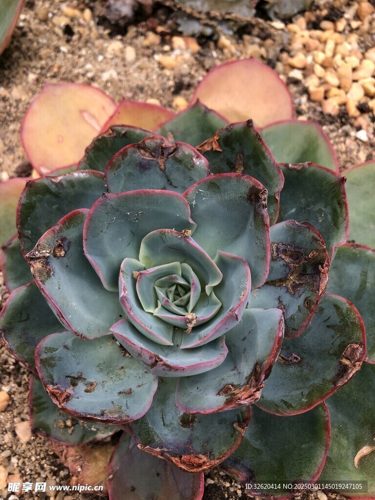 多肉