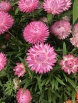 麦秆菊 蜡菊