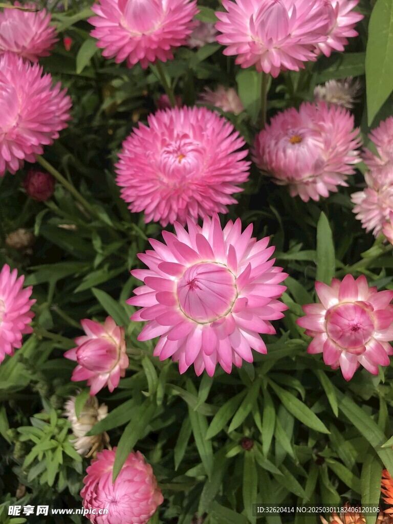 麦秆菊 蜡菊
