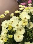 木茼蒿