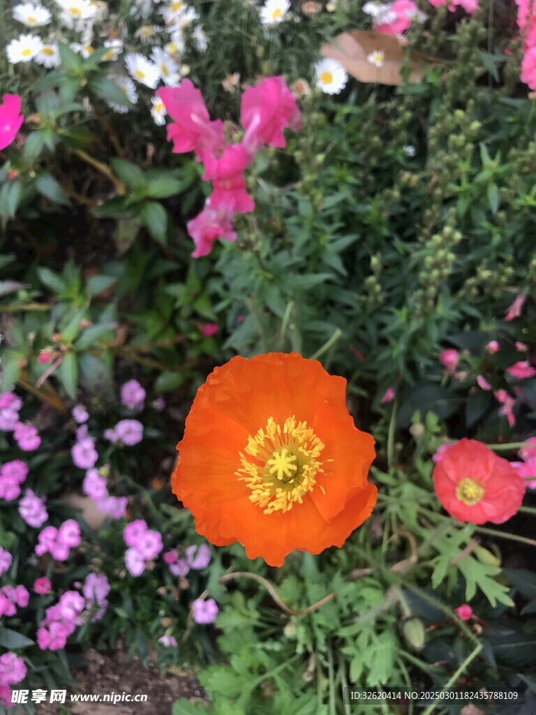 虞美人