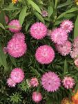 蜡菊 麦秆菊