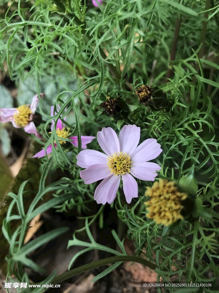 秋英 格桑花