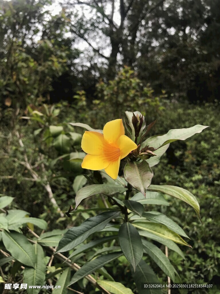 黄蝉花