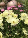 木茼蒿