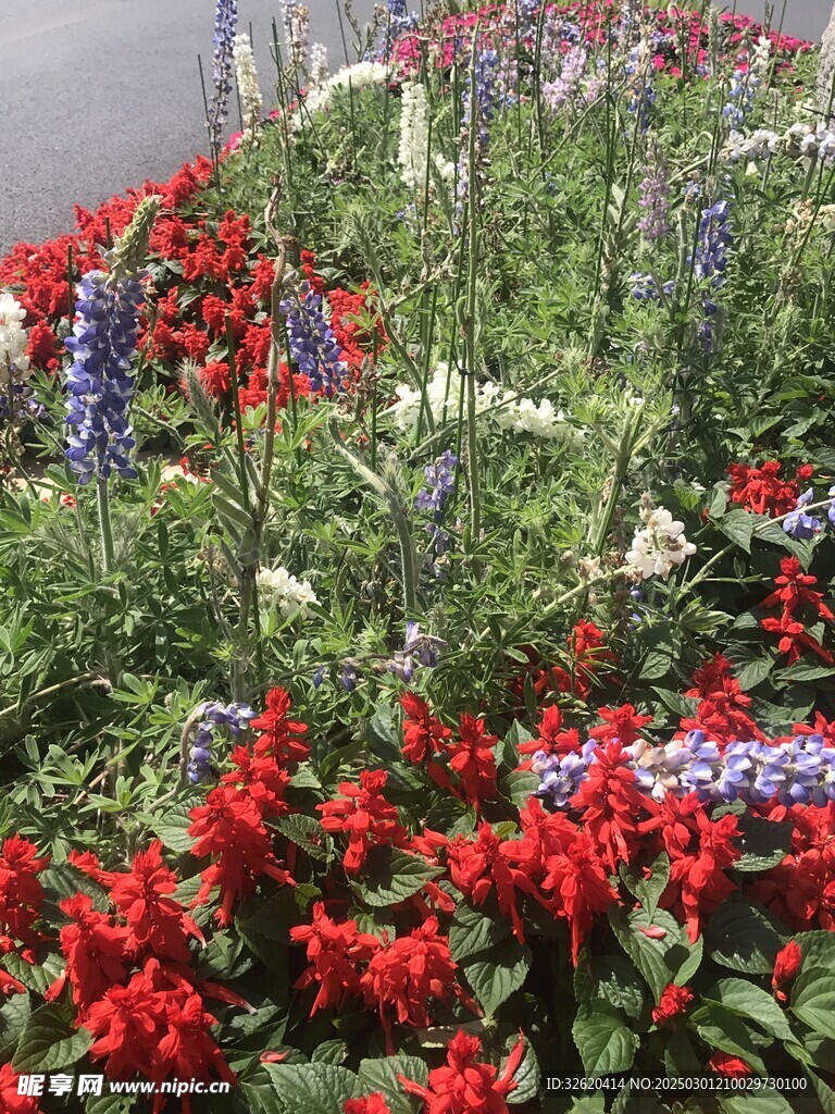 花坛
