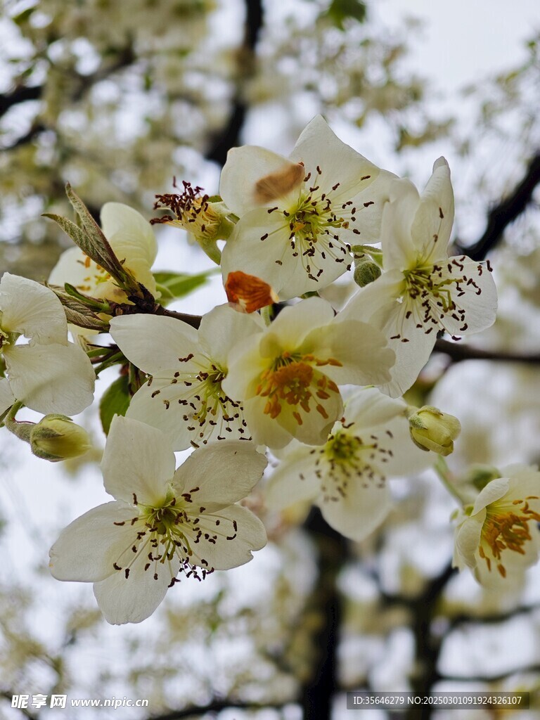 山楂花