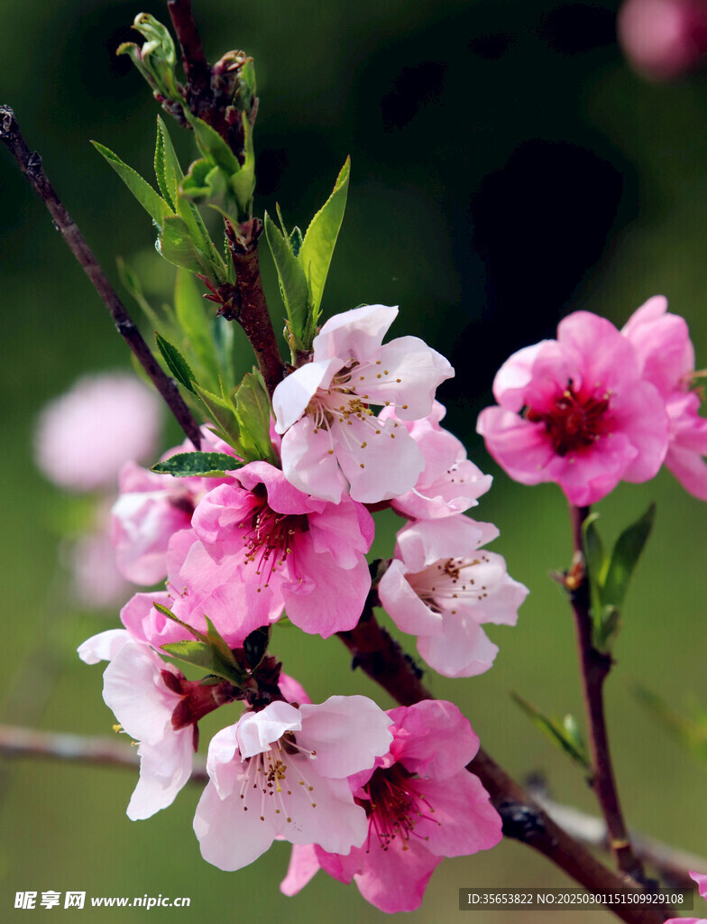 桃花图片