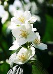 茉莉花图片高清