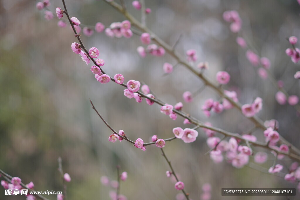 梅花