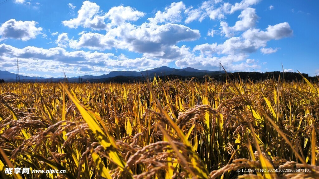 麦田