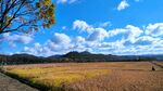 麦田