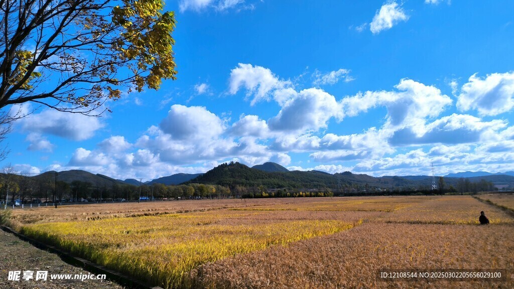 麦田