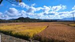 麦田