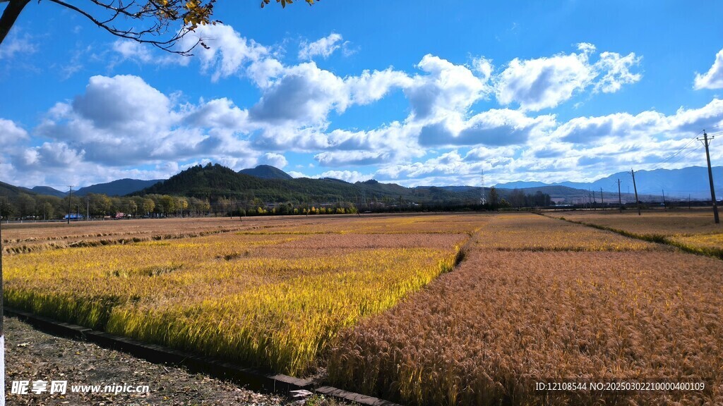 麦田