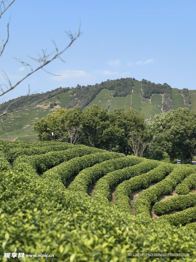 茶山摄影