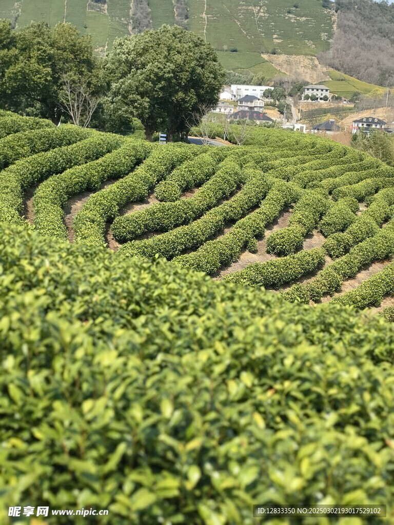 茶摄影