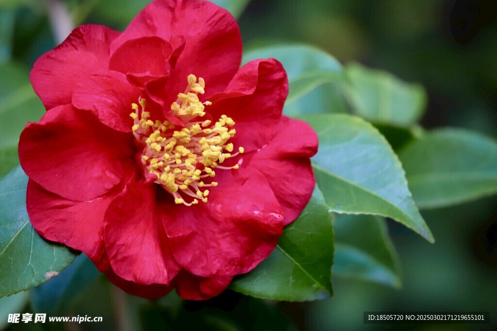 茶花图片