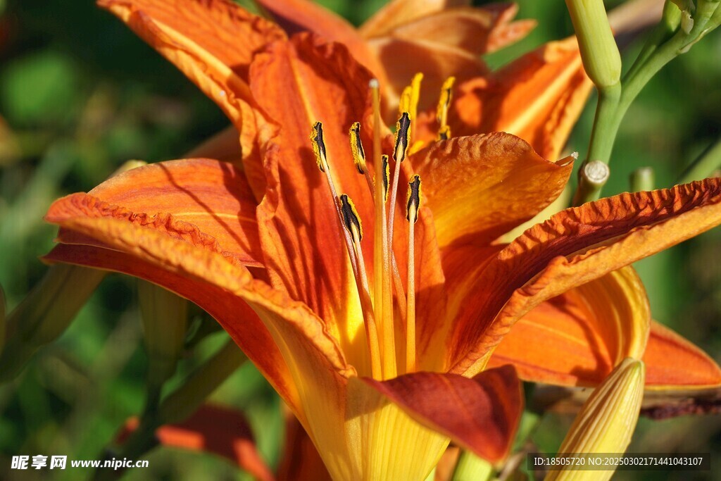 百合花