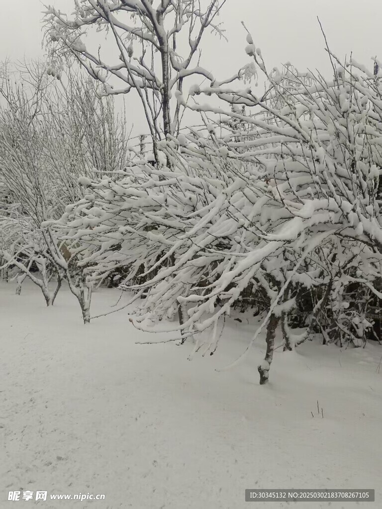 雪景