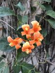 炮仗花