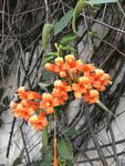 炮仗花