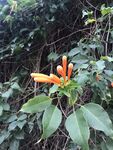 炮仗花