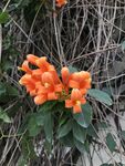 炮仗花
